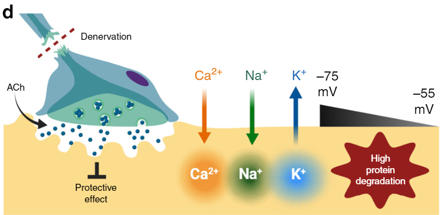 Finally, our article was published in <a href="/NatureComms/">Nature Communications</a> !

Thanks a lot to all collaborators!
<a href="/anvargasr/">AnÍbal Vargas Ríos</a> @carlospuebla81 <a href="/paferol/">paferol</a> R. Escamilla <a href="/cflagospharma/">Carlos F. Lagos</a> <a href="/matusmafran/">Fran Matus</a> <a href="/viloslab/">Cristian Vilos, PhD</a> <a href="/LuisCeaPisani/">Luis Cea Pisani</a> E. Barnafi <a href="/hgaetemart/">Hgaetemar</a> <a href="/escobararaya1/">escobararaya</a> CP Cardozo JC. Sáez

rdcu.be/b2cZi