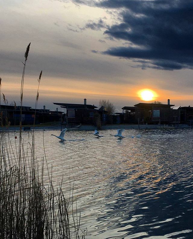 🦢🌟...evening before the storm
.
#neusiedlersee #seekinder #swans #beforethestorm ift.tt/39bXhw0