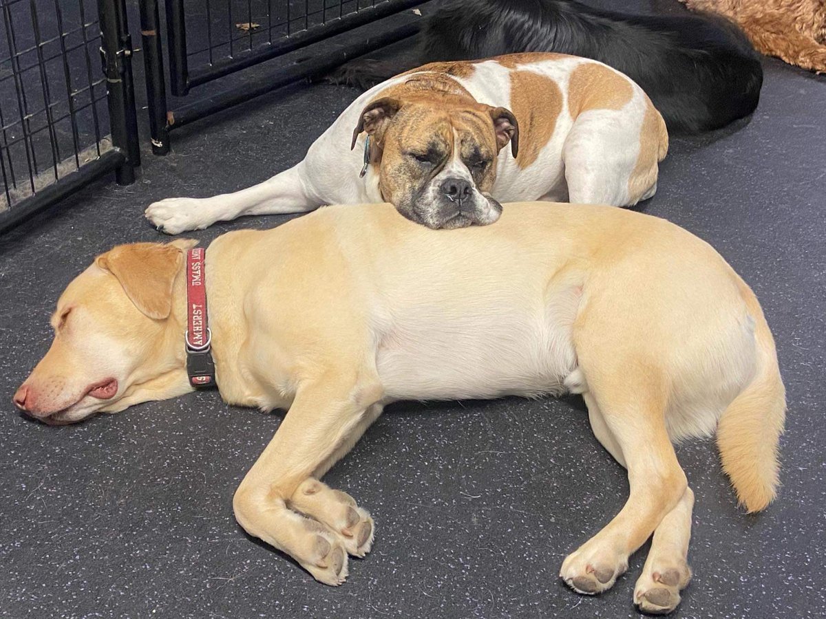 Sometimes you just need to snuggle with your best friend. Thanks for making a good pillow Dudley 😴 #Naptime #thursdaymood #doggydaycare #PhotoChallenge2020February (getting caught up 🤪) (24) #dogsoftwitter #bulldogmiranda