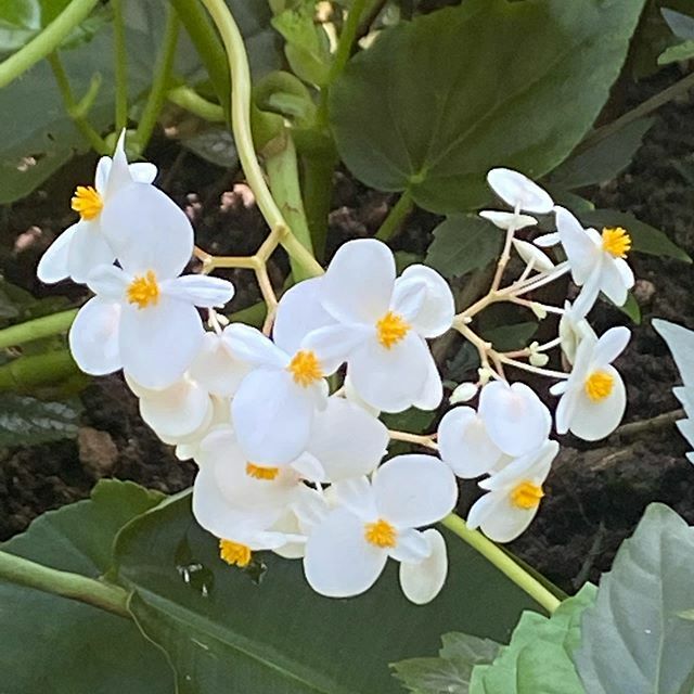 Aprilierre's tweet photo. I’ve been having spotty internet while on my week long cruise but today I’m in Jamaica loving the lush floral &amp; fauna. 
#inspiration #flowersofinstagram #jewelryinspiration https://t.co/4eXp3lFyMC https://t.co/qzoiNjG2cg