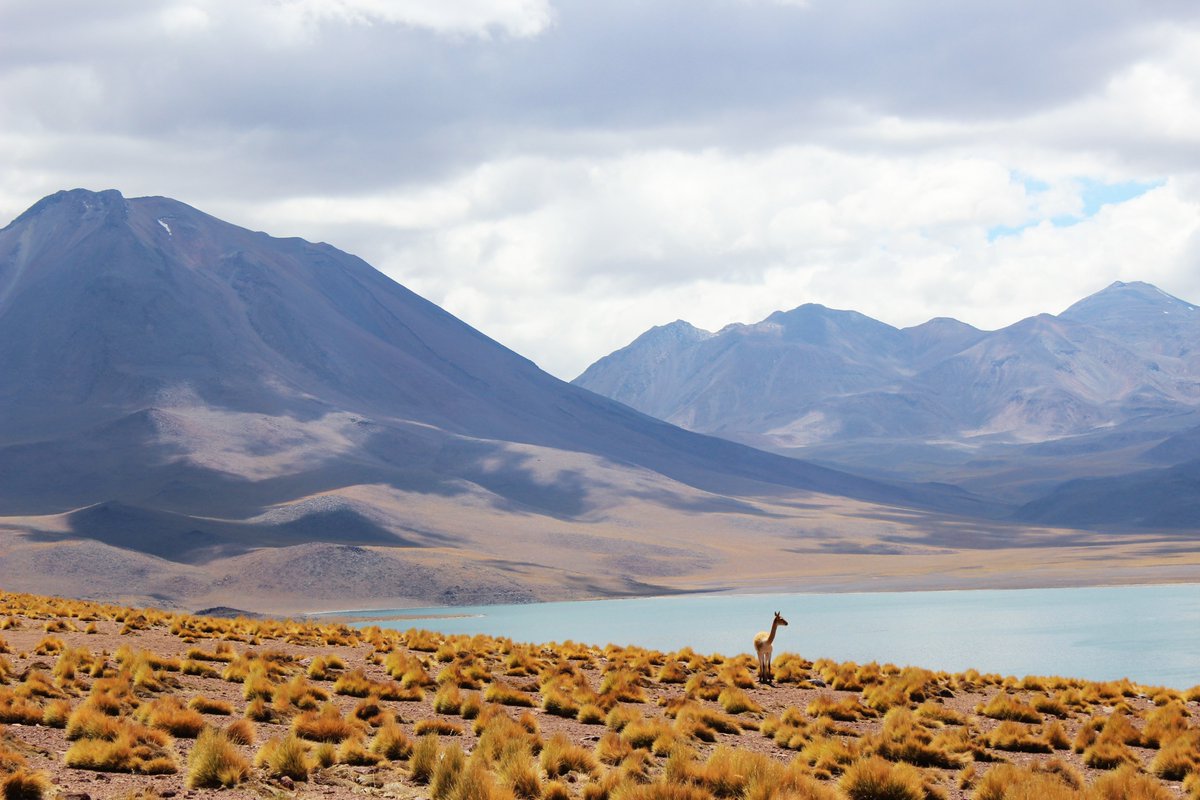 Transforma_Alim's tweet photo. Ya está abierta la licitación de la consultoría orientada a elaborar la hoja de ruta del “Plan de desarrollo del laboratorio para la agricultura del desierto"🏜️, que se da en el marco del eje de Materias Primas Dedicadas de @Transforma_Alim Bases en👉https://t.co/oIvgIqw5cy https://t.co/WXQOIEiCap