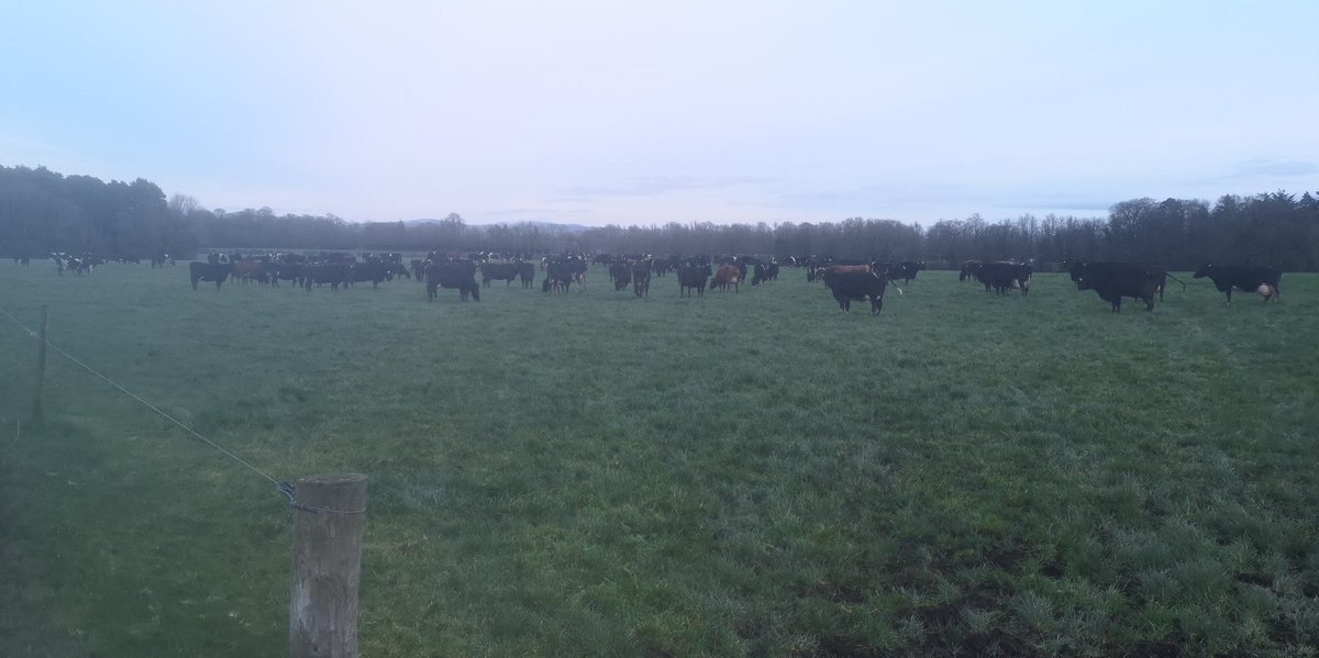 john_trant's tweet photo. Back out full time since Monday. 30% tough going and clean outs  hairy enough. Time to tighten them up and focus on hitting residuals now ground conditions are getting better. #grass10 #pasturebase https://t.co/kli6ahjRcz