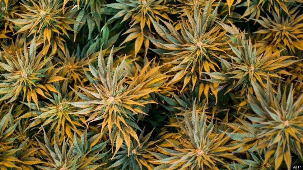 BBCAfrica's tweet image. Malawi has legalised the growing of cannabis. Recreational smokers consider "Malawi Gold" to be one of the finest forms of the drug.
Read more: bbc.in/2T7qtyC #BBCAfricaLive