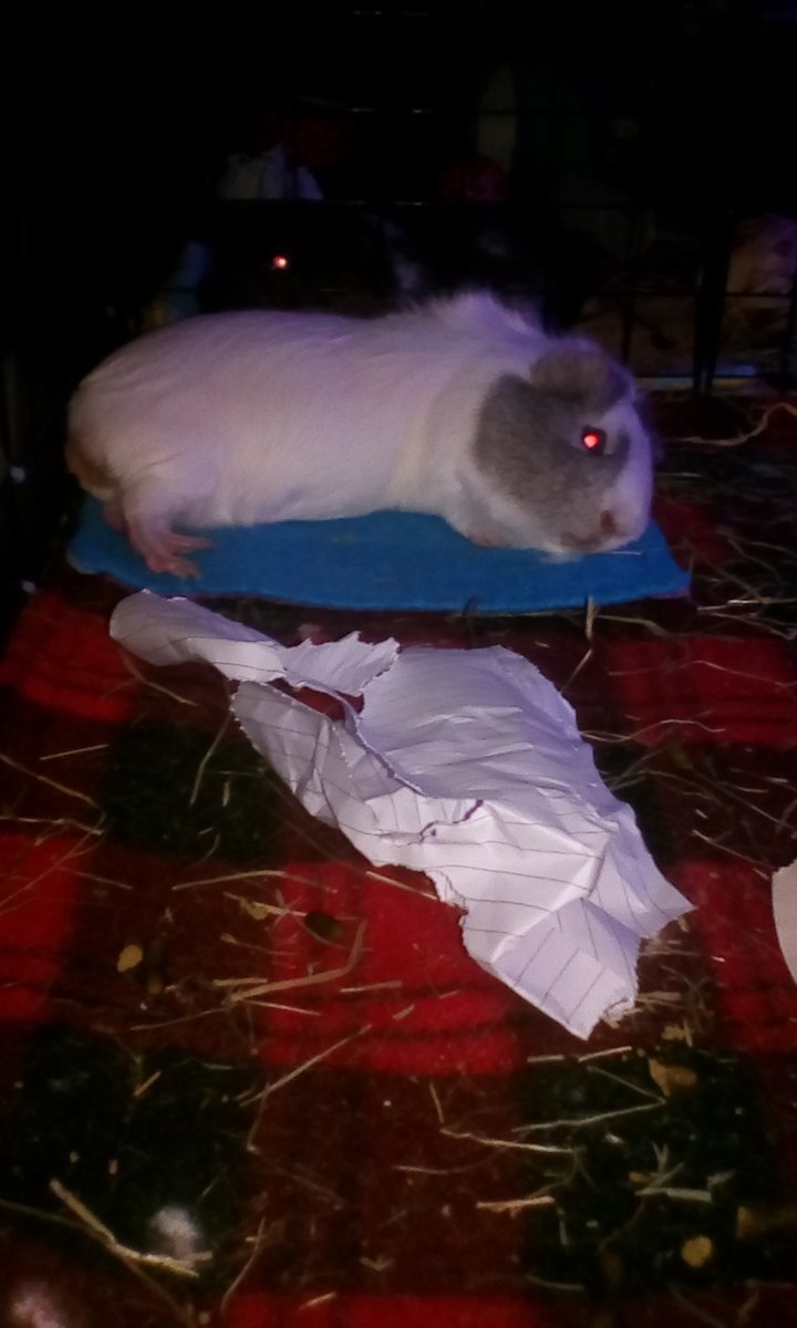 GuineaPigMummy's tweet photo. Pig mom is very sneaky,she took pigture of me #deathnapping and #feetsout,wish I could take a picture of mom sleeping. https://t.co/hNMUYdUshu