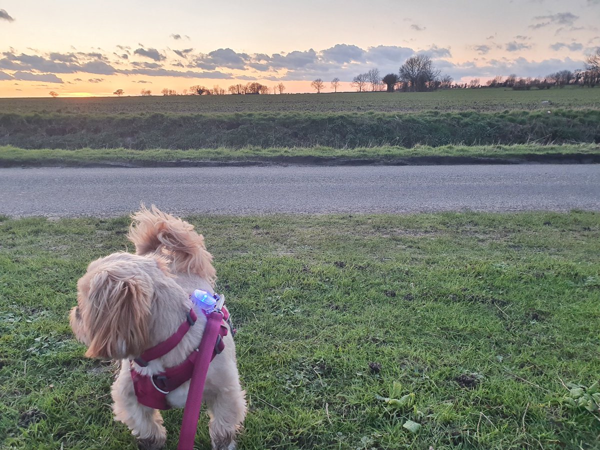 GetSet_Vet's tweet photo. We don't always have to have picture perfect sunsets and adventurous landscapes to give the #petsofvets the run they deserve.
Use what is there and make the most of it. I've worked here over 2 years and have only gone for a post work run twice. Appalling really! Must do better. https://t.co/hIpFsPxgbn