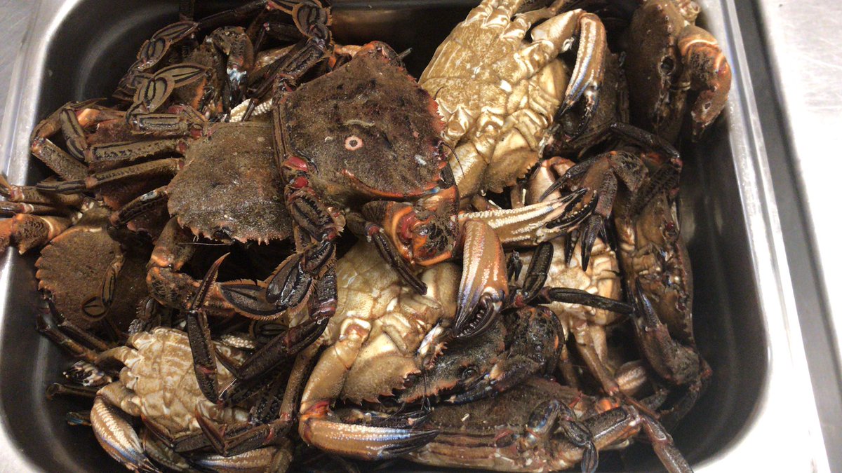 Beautiful velvets in tonight