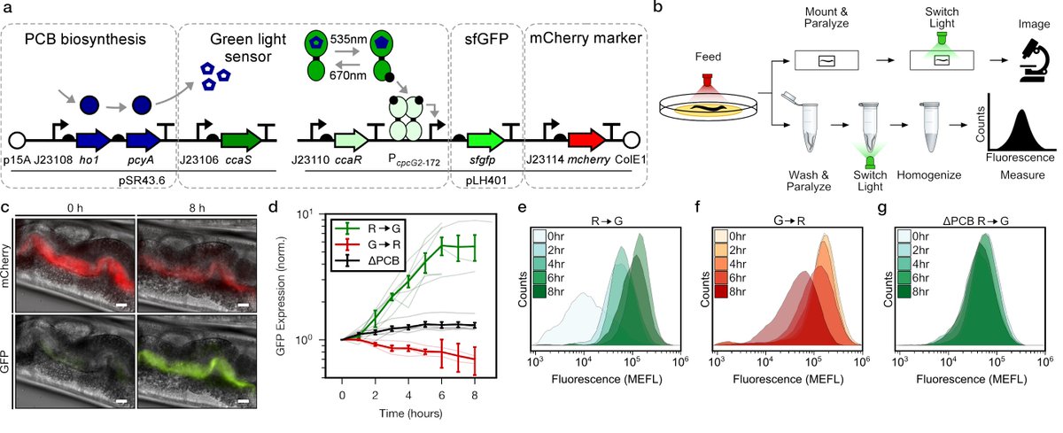 Check out our new pre-print on optogenetic control of gut bacterial gene expression and metabolism in C. elegans. Great work by <a href="/SynbioLucas/">Lucas Hartsough, PhD</a> &amp; Meng Wang (BCM).  biorxiv.org/content/10.110…