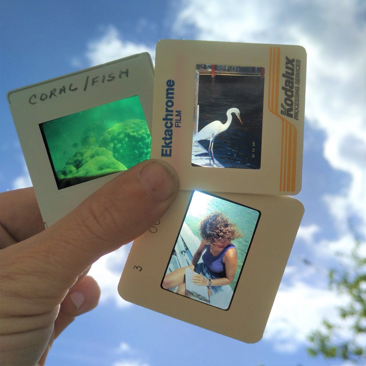 #tbt These 1980’s color slides are from Coupon Bight Aquatic Preserve and Lignumvitae Key Aquatic Preserve. Clockwise: boulder star coral (Orbicella annularis) colonies from the Newfound Harbor reefs, a great white heron, and DEP staff collecting data.