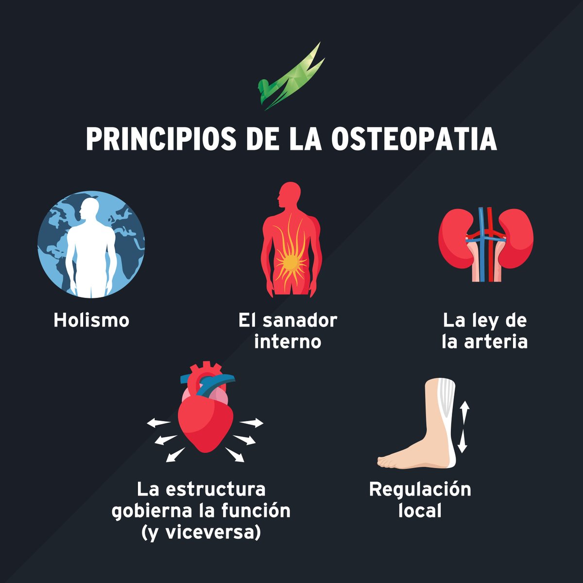 La osteopatía es una forma de entender la medicina en la que se considera a la persona como un todo, el llamado “holismo”. #osteopatia #osteopata #holismo #terapiamanual #postura  #quiropraxia #quiromasaje 

orthos.es/osteopatia-cui…