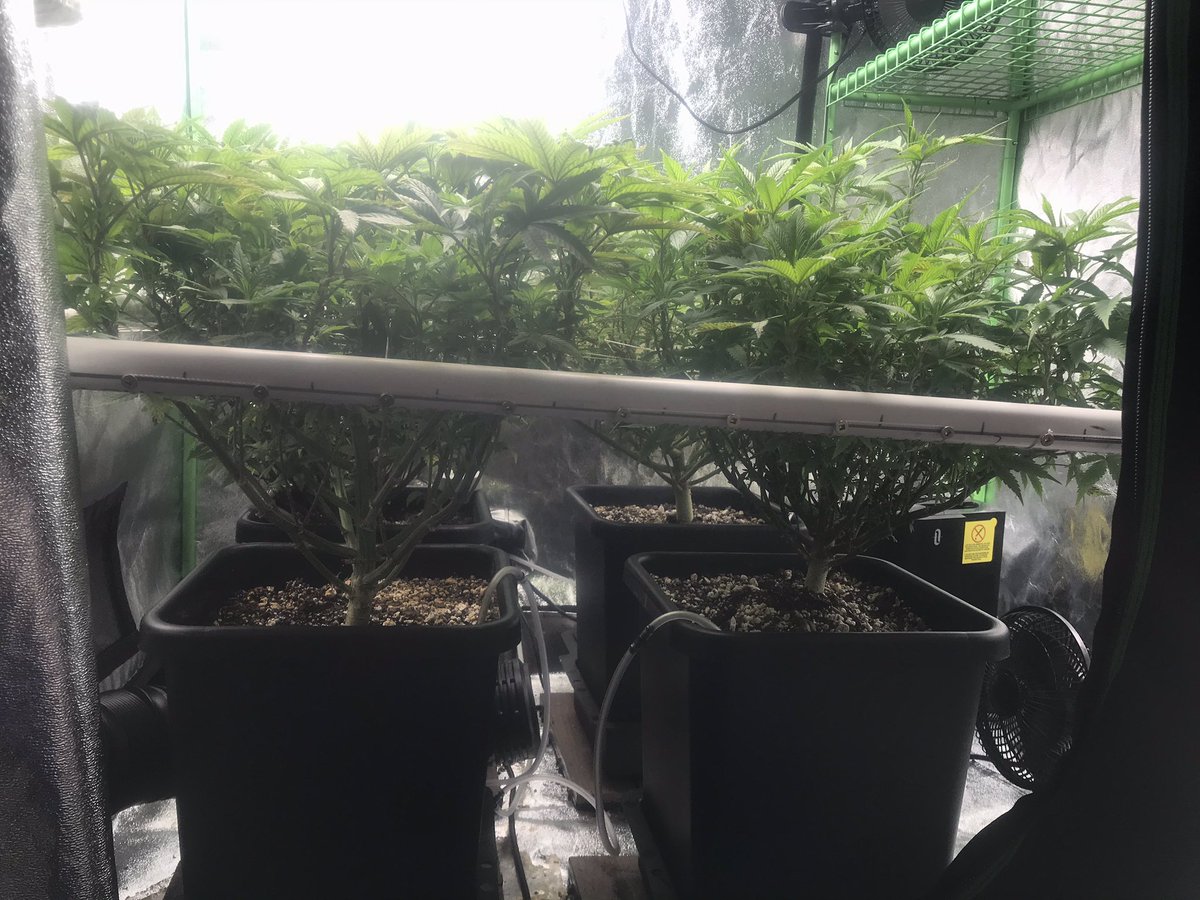 CryptoSnow2's tweet photo. @Grow_Supplies I was gifted reg seeds from @pancakenap420 and it appears as if they have all turned out to be fems, so I’m trying to not hermie them! :D https://t.co/GUyA0gVXY7