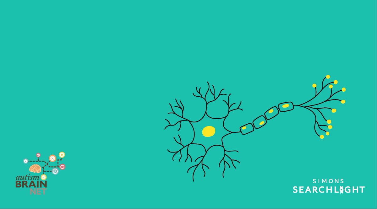 s_searchlight's tweet photo. #AutismBrainNet promotes #research to investigate the causes and potential treatments of #neurodevelopmental disorders. Interested #researchers are welcome to apply to request tissue. Learn more: https://t.co/AsMUwUbgeA #SimonsSearchlight https://t.co/hvVpebl9IG