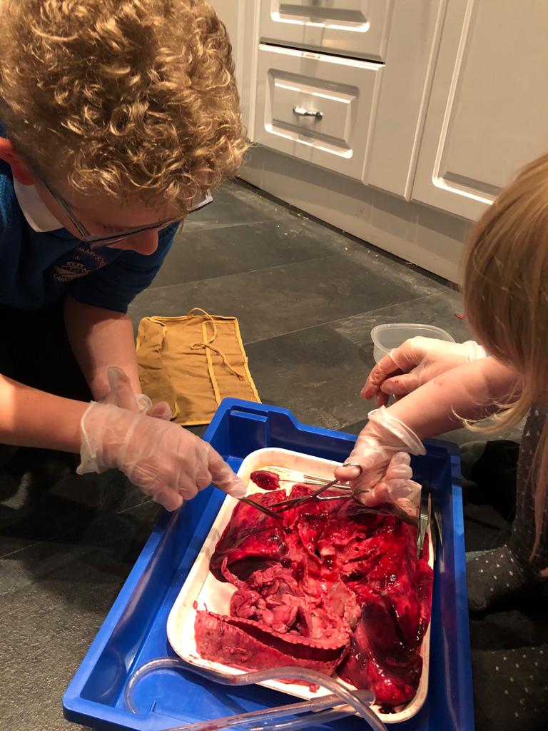MrsMlovesSci's tweet photo. When you are off school with chickenpox when they do dissection but your mum is a science teacher so she brings home the lungs from her year 7 lesson. Hearts next week ❤ #nextgenerationofscientists #scienceisfun https://t.co/VBaTfdIeP4
