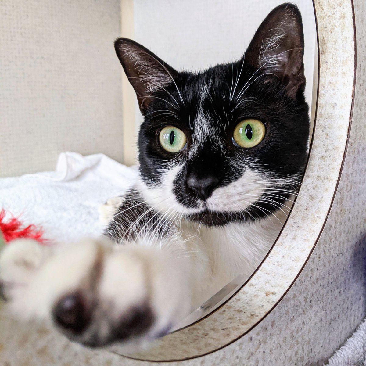 MSAH101's tweet photo. When was the last time your cat gave *you* pets? Gaipan can help show them how! 
#msah101 #tuxedocat #petsforall https://t.co/C1v8zfiQ9e