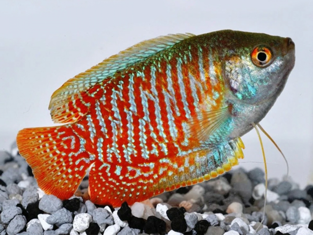 ADirectrory's tweet photo. Order Dwarf Gourami (Male) with confidence!
Price starts from 1.50 GBP
Tag a friend who would love this!
Buy one here---> https://t.co/gTDqhOnxG8
#dwarf #gourami #lalius #trichogaster
#platy https://t.co/wJBJEC2M9E