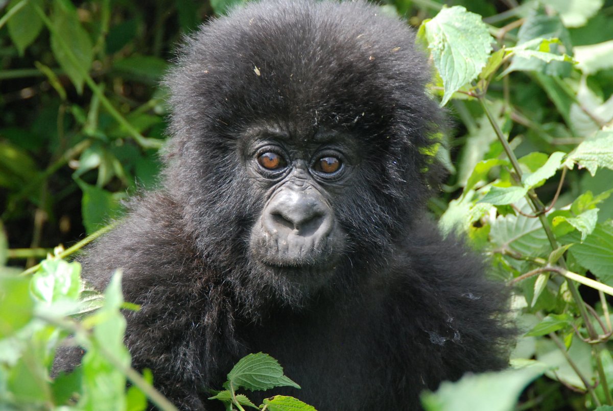 Mundoexplora's tweet image. Un viaje inolvidable al corazón de la naturaleza más salvaje para ver a los gorilas en Uganda.
Mucho más de una aventura, una vivencia que te cambiará profundamente.
👇
mundoexplora.com/encuentro-los-…