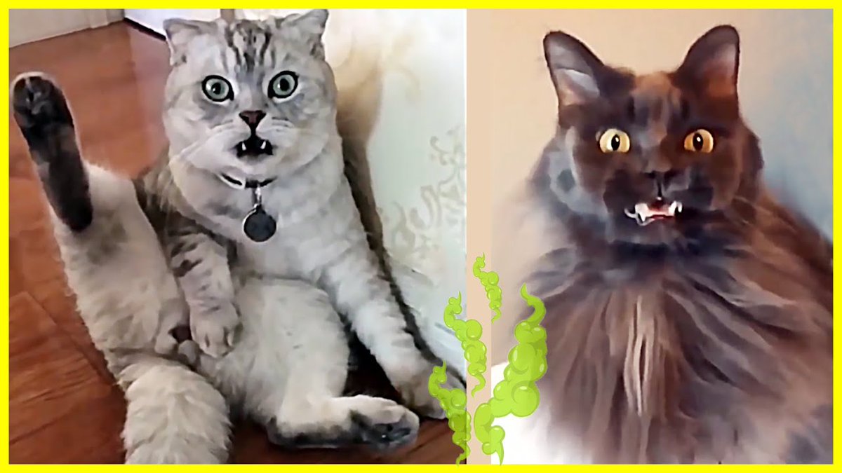 MeowMoeDotCom's tweet photo. 😻 #Cats Reaction When They Sm ...
 
#Cats #Cat #Kittens #Kitten #Kitty #Pets #Pet #Meow #Moe #CuteCats #CuteCat #CuteKittens #CuteKitten #MeowMoe
 
#AnimalsTooCute #CatsAndDurian #CatsFunnyVideo #CatsReaction #CatsReactionWhenThey
 
https://t.co/78u7IPE8pF
 
. https://t.co/rVb9rboGwU