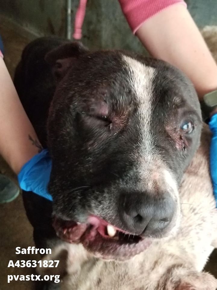 PJmiekidzandi's tweet photo. @heraconmars @SandraK93322487 @SNARRDogRescue @BobbiesPitRSQ @BraveBully @GuardianRescue @godsdogsSA @TheNYBullyCrew @PitofOurSouls 📢2-27-20 URGENT‼️#PVACTX
🚑🆘 #MEDICAL EMERGENCY #RESCUE NEEDED for 2 pups Severely EMACIATED & INJURED-used as #BaitDogs! Swollen faces & bites all over!🚑
📌A generous #Donor has Offered to SPONSOR $ IF a #RESCUE SAVES them BOTH + $460 in #pledges 🙏
📩Email rescue@pvactx.org https://t.co/GJLFKGnx48