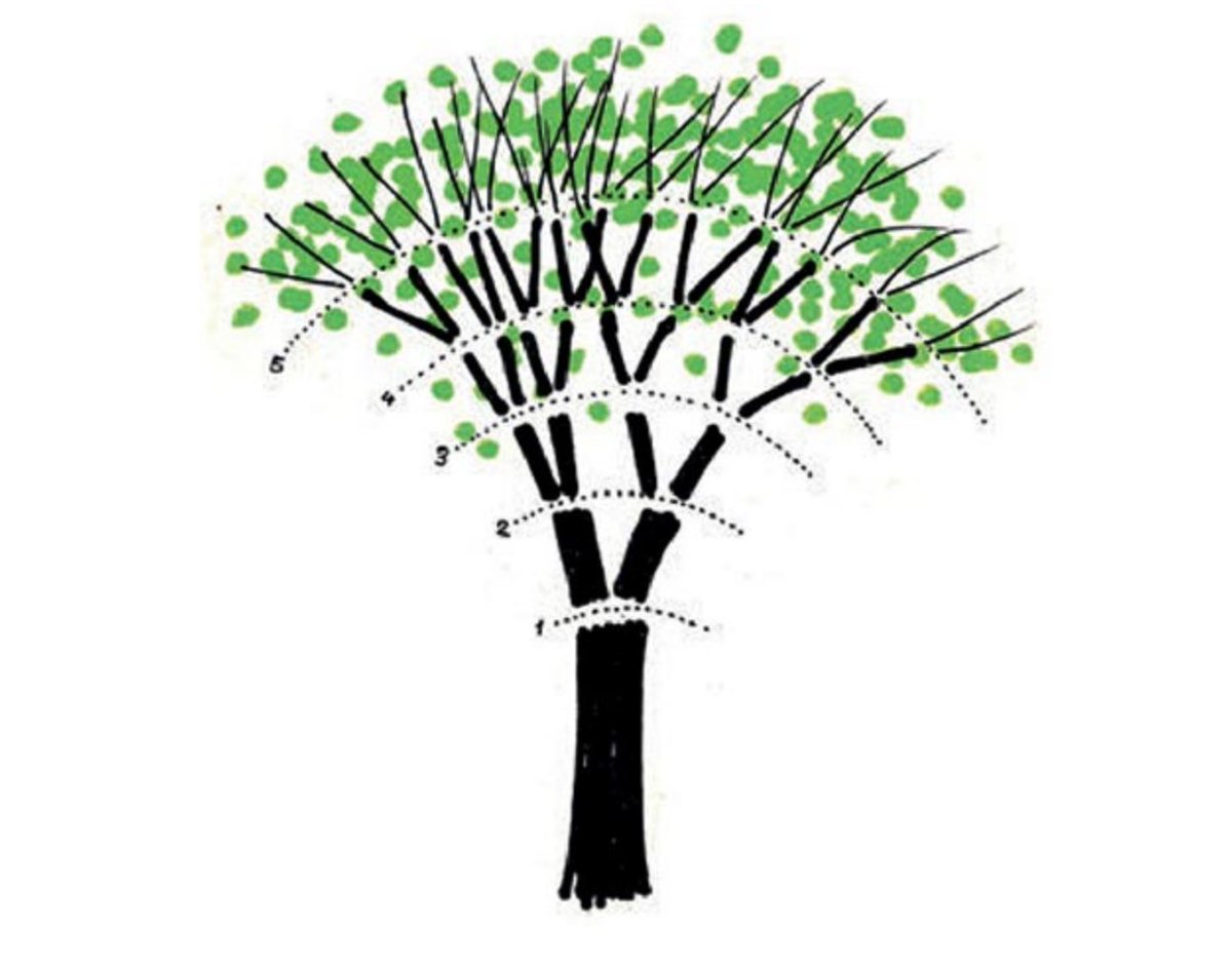 Per spiegare il Coronavirus ai bambini servono gli alberi di Bruno Munari 
milanoperibambini.it/rubriche/succe…