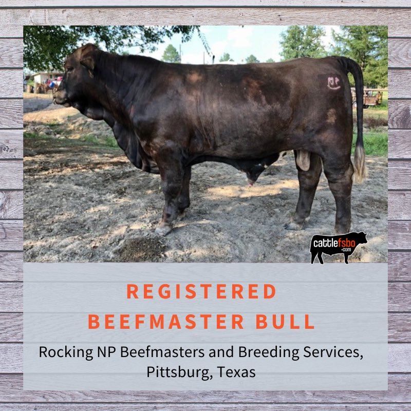 Registered Beefmaster bull, Rocking NP Beefmasters and Breeding Services, Pittsburg, Texas —> Visit the website for details. #Cattle #CattleForSale #CattleFSBO #Beefmaster #BeefmasterBull