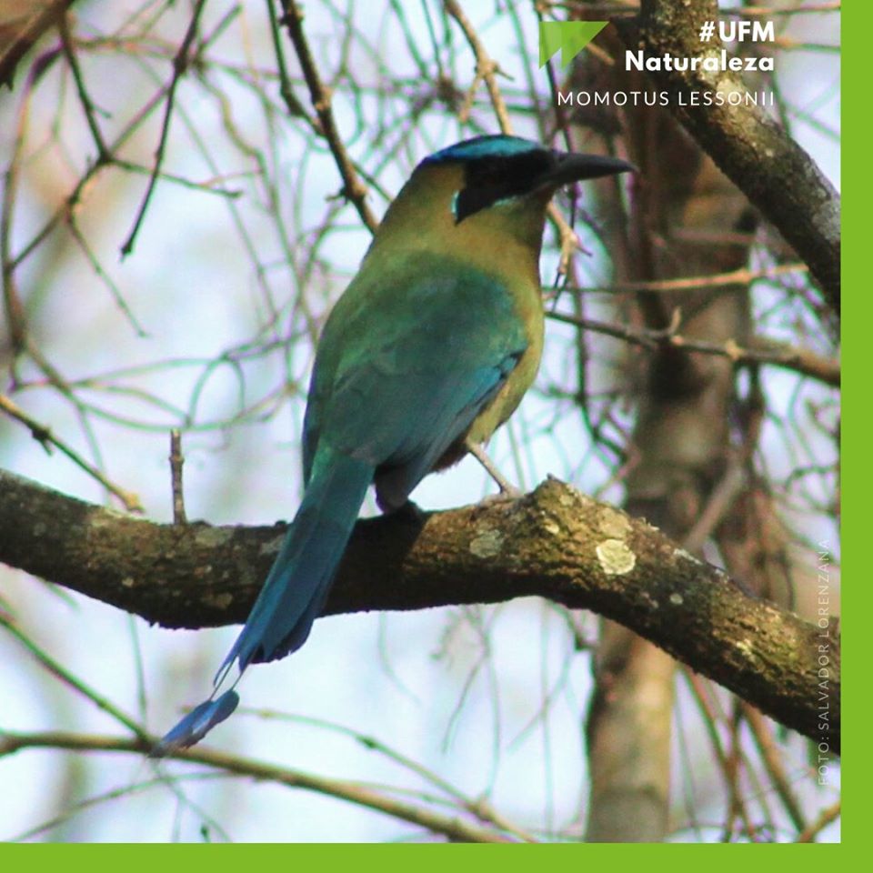 ¡Próximamente Birdwatching en el Arboretum UFM! Domingo 15 de marzo, 2020. Para más información comunícate con nosotros a arboretum@ufm.edu | #MeGustaUFM #ArboretumUFM