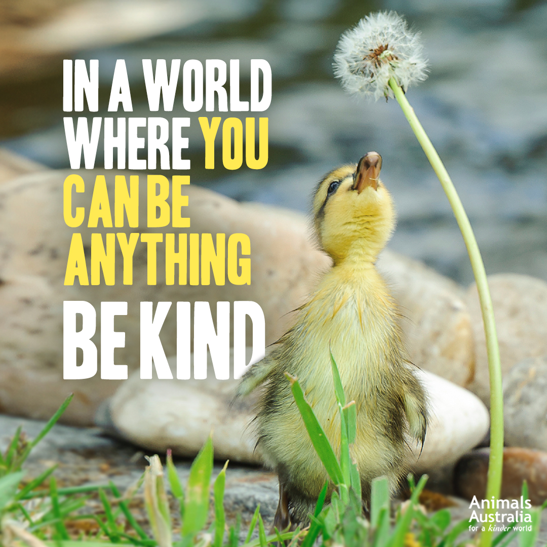 AnimalsAus's tweet photo. It's easy... 🦆♥️🌼 #BeKind https://t.co/eLDZwfS3Ot