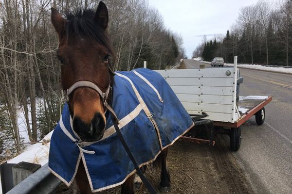 Cyber_HUMINT's tweet photo. Runaway Horse and Buggy Given "Verbal Warning" in Michigan https://t.co/ML9uYOV5F8 https://t.co/Ja0qqdmimy