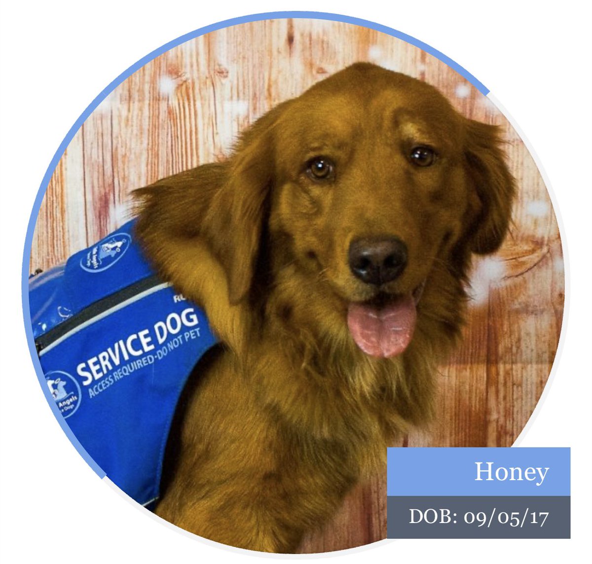 little angels service dogs