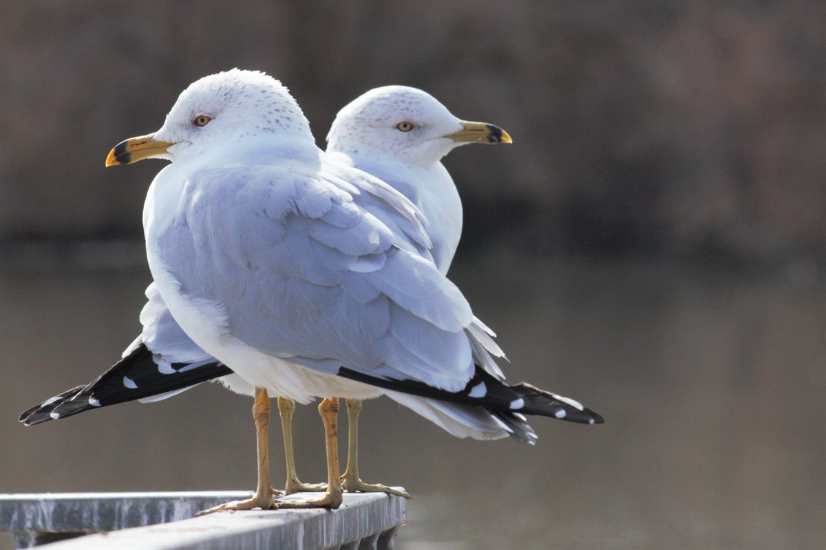 I am still going through photos from #WinterWingsFestival. A lot of the birds I saw were too far away for my lens (in retrospect, I probably should have rented one) but these Ring-billed Gulls were certainly close enough! They live at a park and they are not at all shy!
