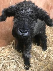 How many lambs have you had so far? This delightful little Lincoln Longwool made a recent appearance on one of our clients farms 😊 🐑
#lambing 2020 #lincolnlongwool #NativeBreeds #sheep