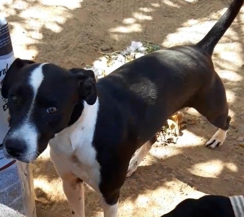 NazarethPinill9's tweet photo. Otro mes y nadie pregunta por ti,
apenas comparten o difunden,
pero no tengas miedo no pararemos hasta encontrar tu familia!
Thor es gatito curioso atento inteligente y fiel. 
#Adopción 
Castrado negativo en enfermedades vacunas al dia
Cádiz puede viajar 617723671 y 636982047. https://t.co/wunoBaFuEg