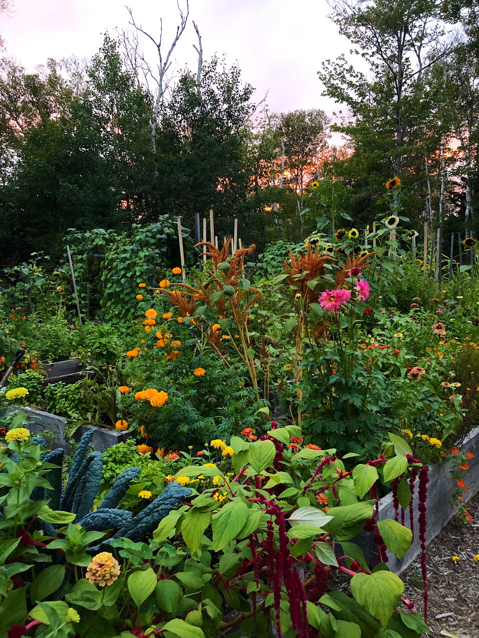 Carmen Crow (@garden_carmen) / Twitter