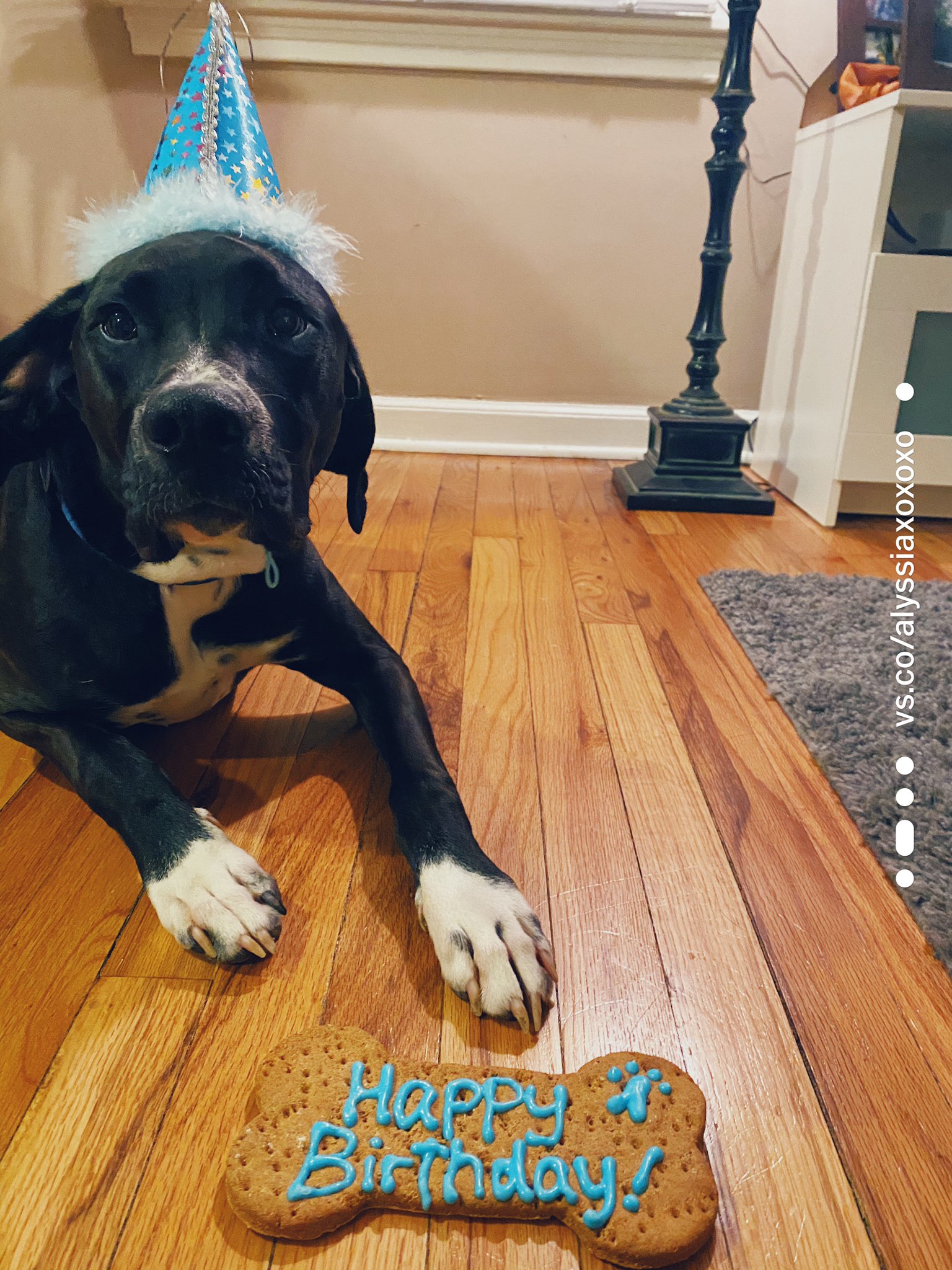 Happy first birthday to my big boy Johnny Cash. To celebrate I m letting him play with a squeaky toy at 5AM. 
