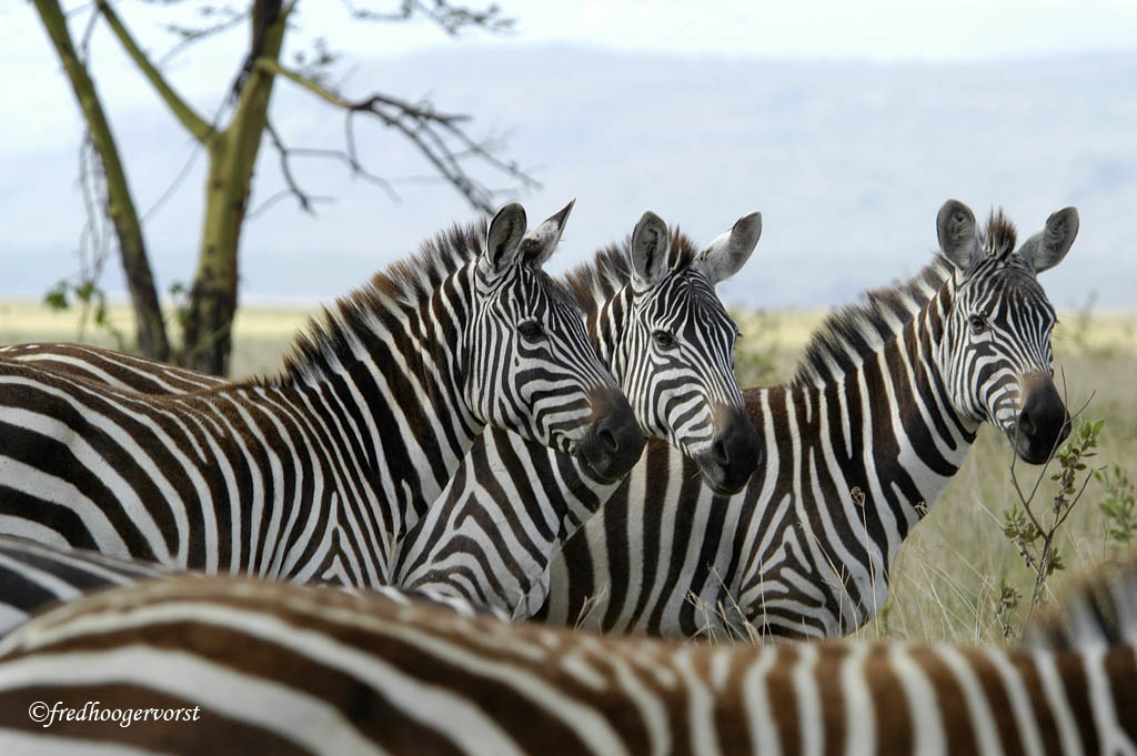 greatphotoshot's tweet image. #Wildlife in #Africa, #Burchell's #Zebra's inside Lake #Nakuru National Park, #KWS, in #Kenya, great place for flora and fauna. photo ©fredhoogervorst