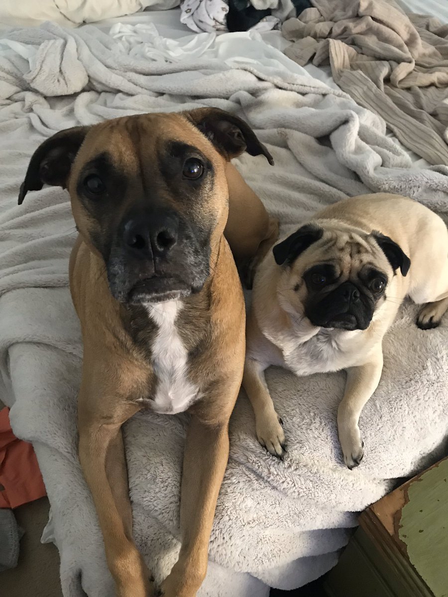 SiegfriedJoe's tweet photo. Stella 

#Stella #Pug #PugLife #Dog #DoggyStyle #Doggy #StellaAndLou #Siegfried #StellaSiegfried #DogsOfTwitter #TwitterDog #PugsOfTwitter #BabyGirl #Staba #StabaRanks #Babe #BaBee #LilMez #Lil #Joe https://t.co/KMKn30ZqWe