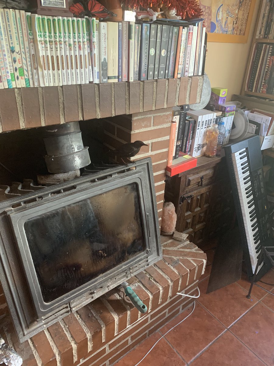 nesssi78's tweet photo. Hoy en #colecasa hemos salvado a un pajarito que había quedado atrapado en la chimenea https://t.co/ihwLTA4AXY