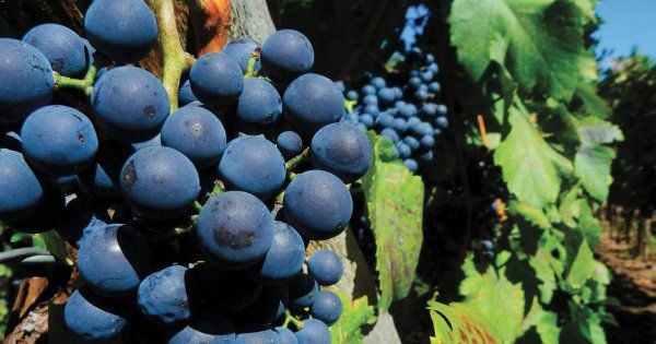 #Vin - Vins de #Bordeaux : davantage de #pesticides, mais #bio ! (via <a href="/LaRVF_mag/">La Revue du vin de France</a>) buff.ly/2TWam5Z