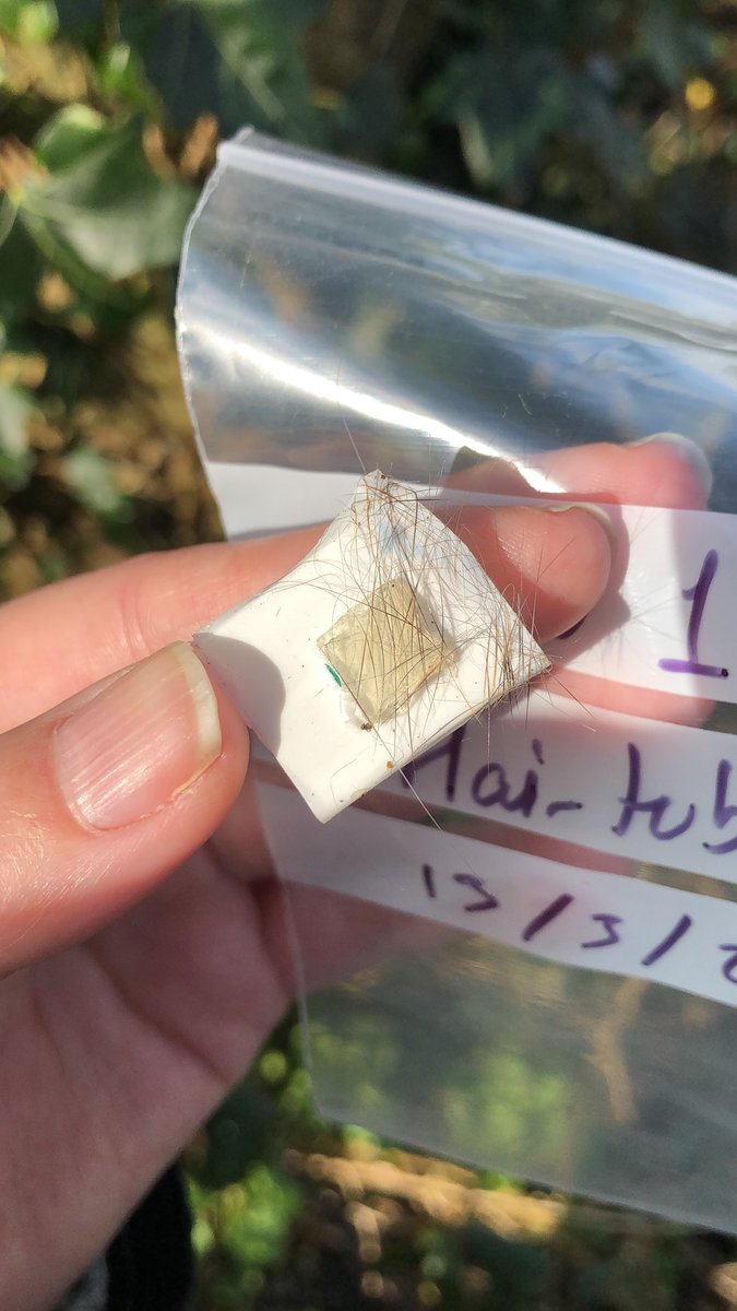 rebecca_synnott's tweet photo. Update on the hair tube surveys, we finally have some hair samples! #redsquirrels #noninvasivesampling https://t.co/PT0cUqR1Co