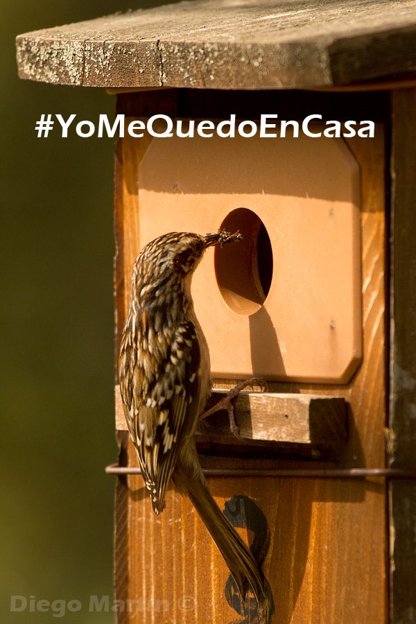 diegomsanz83's tweet photo. Seamos responsables 
.
#YoMeQuedoEnCasa 
.
@jacobpetrus_tve @aquilatierratve @davidbroncano @PN_Guadarrama @PacoArango @SSantiagosegura https://t.co/QNW5LXyJup