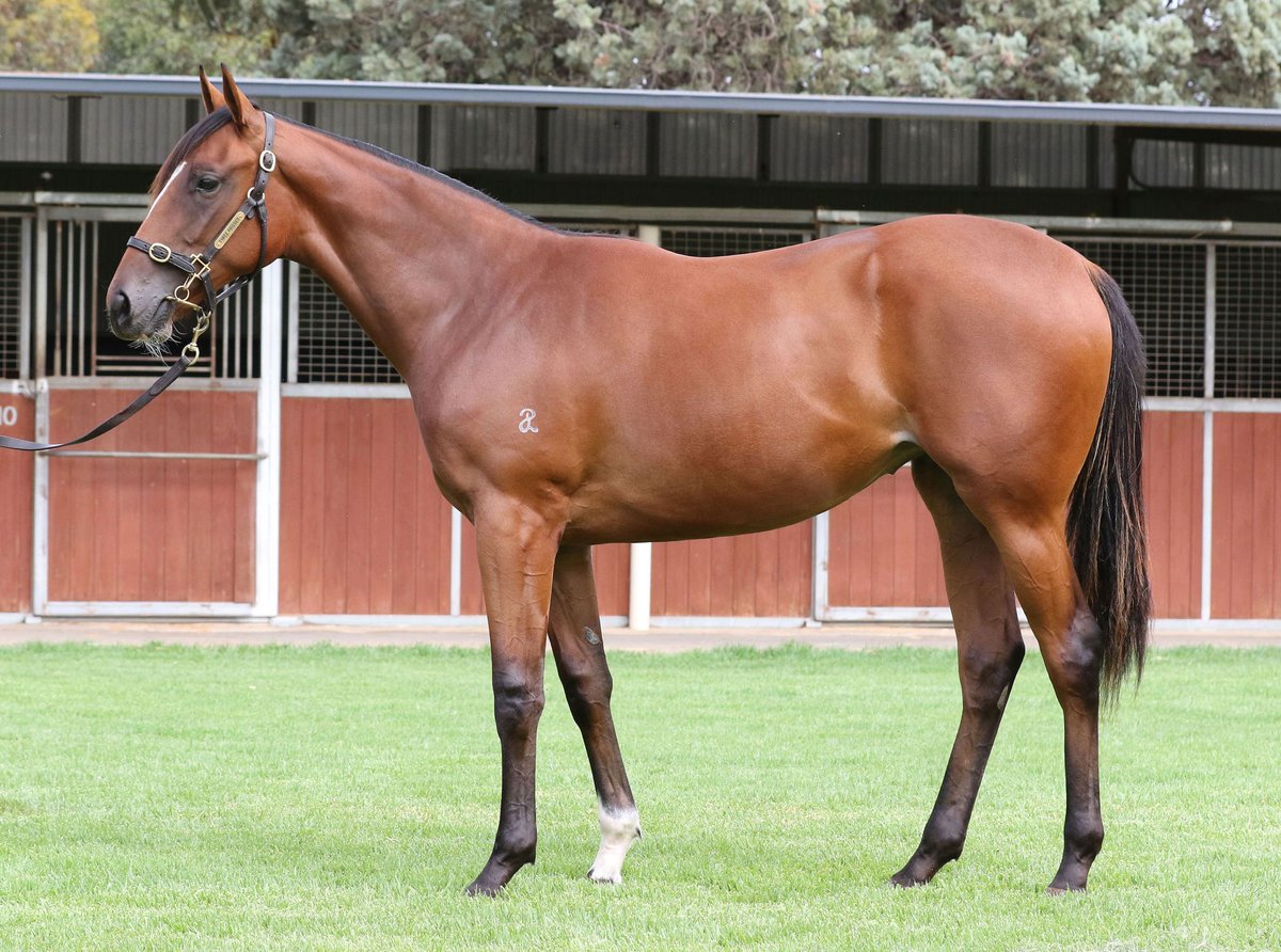 BreedWatchOC's tweet photo. #InglisMelbournePremier2020

• The Highest Priced 'Filly'  

Lot 376

Snitzel x Provocative NZ by Zabeel

[Northern Dancer: 5S X 5S X 5D]

The Dam won the 2016 Queensland Oaks (2400m)

Vendor : @ThreeBridges1 

Sold for $400K to @PMBRacing &amp; @BallymoreStabls 

#Snitzel #TopFilly https://t.co/lox0jbMWcY