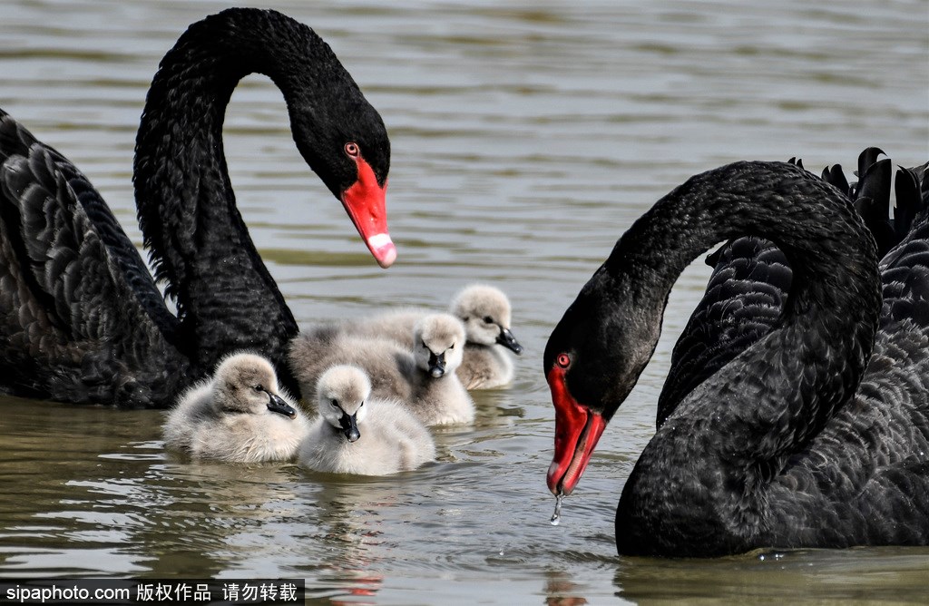 PDChina tweet picture
