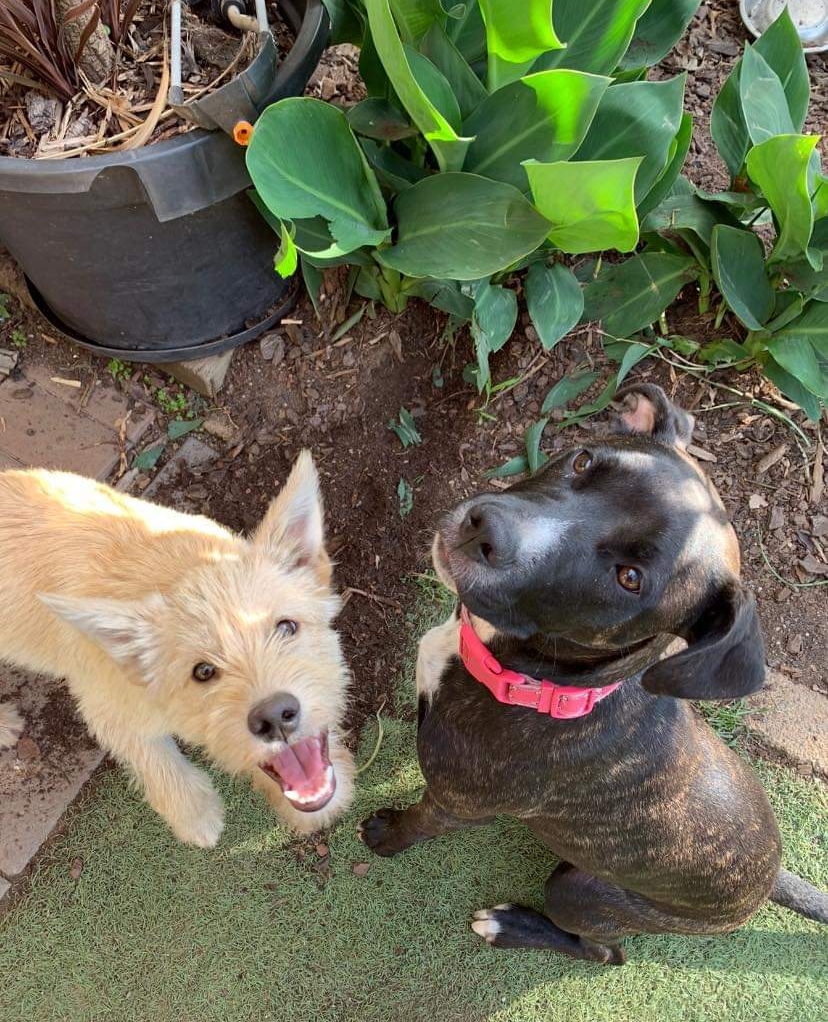 4lyfe_rescue's tweet photo. Mike and Busy decided to end the day with a spot of gardening
#Mike4Lyfe #WeKnowYouAllLoveHim #NotAvailableYet #StillNotAvailableWhenYouDM #NoWeDontKnowWhenHeWillBeAvailable #ThankYouForYourPatience #BusyBiscuit #Biscuit4Lyfe #AdoptDontShop https://t.co/GjMGwWGtjc
