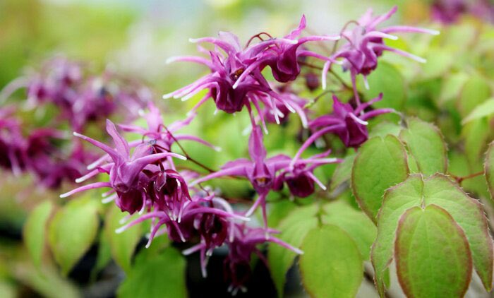 花 ああ日本のどこかに 私を待ってる人がいる いい日 旅立ち 幸せを探しに 子供の頃に歌った歌を道連れに 山口百恵 いい日旅立ち 貴方は貴方の道を歩いて欲しい 今日の誕生花 イカリソウ 花言葉 旅立ち 4時 ﾅｴ