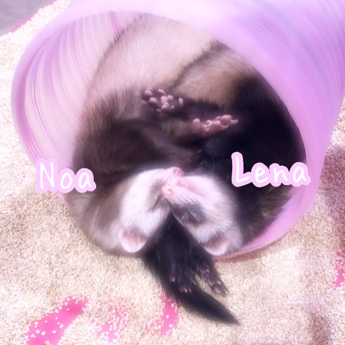 原宿かわいい動物園のtwitterイラスト検索結果 古い順