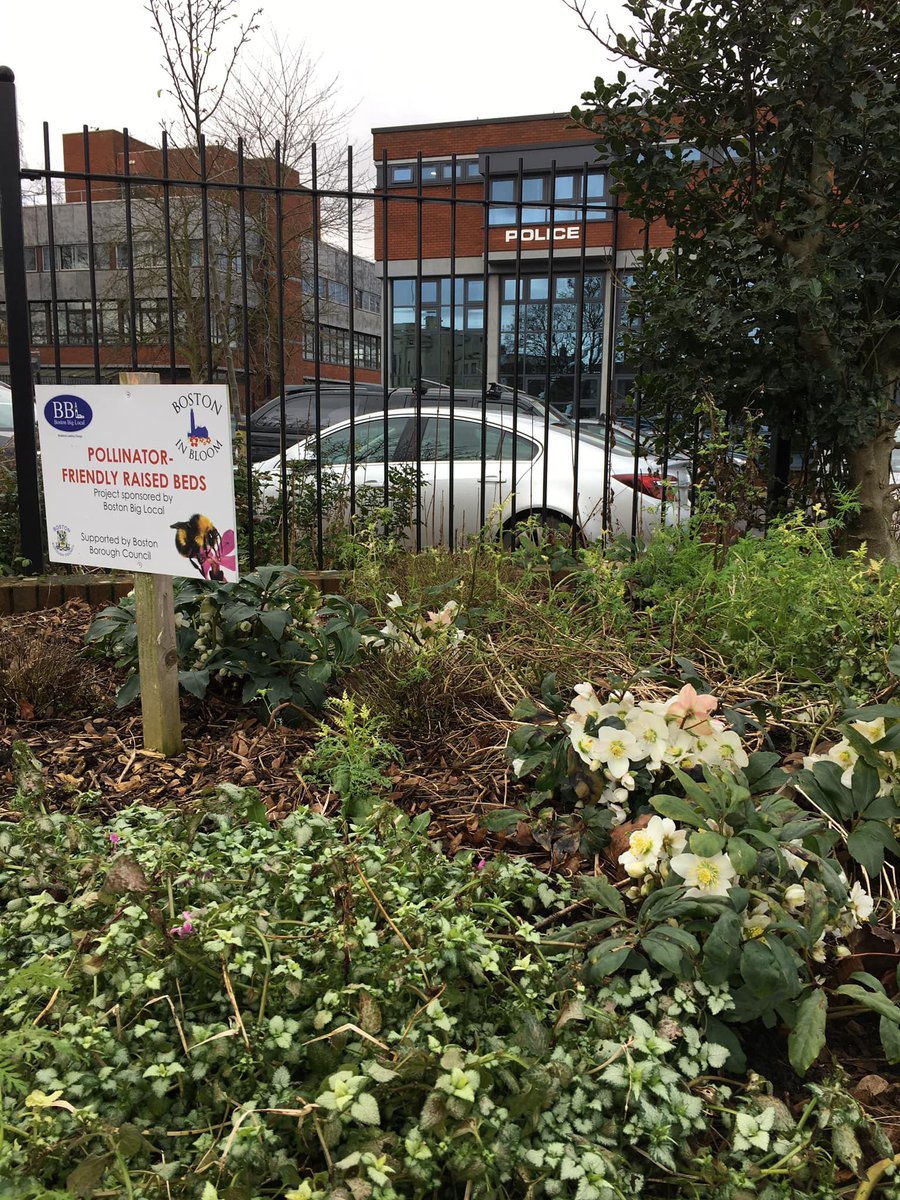 bostoninbloom's tweet photo. We are at the raised bed behind the police station today clearing and planting. Want to join us?  Bring a spade and secateurs. And wear wellies! It’s looking good. https://t.co/1C2y5mo4Mq
