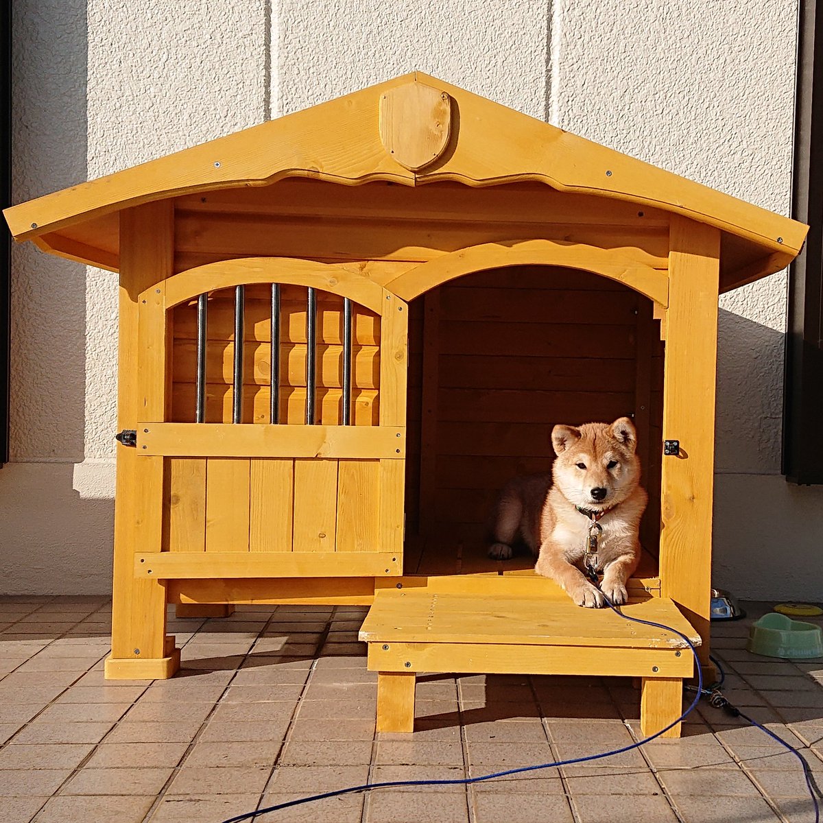 S Y 柴犬 くん太 1歳 على تويتر 犬小屋 買いました 犬小屋 アイリスオーヤマ アイリスオーヤマの犬小屋 柴犬 柴犬のいる暮らし