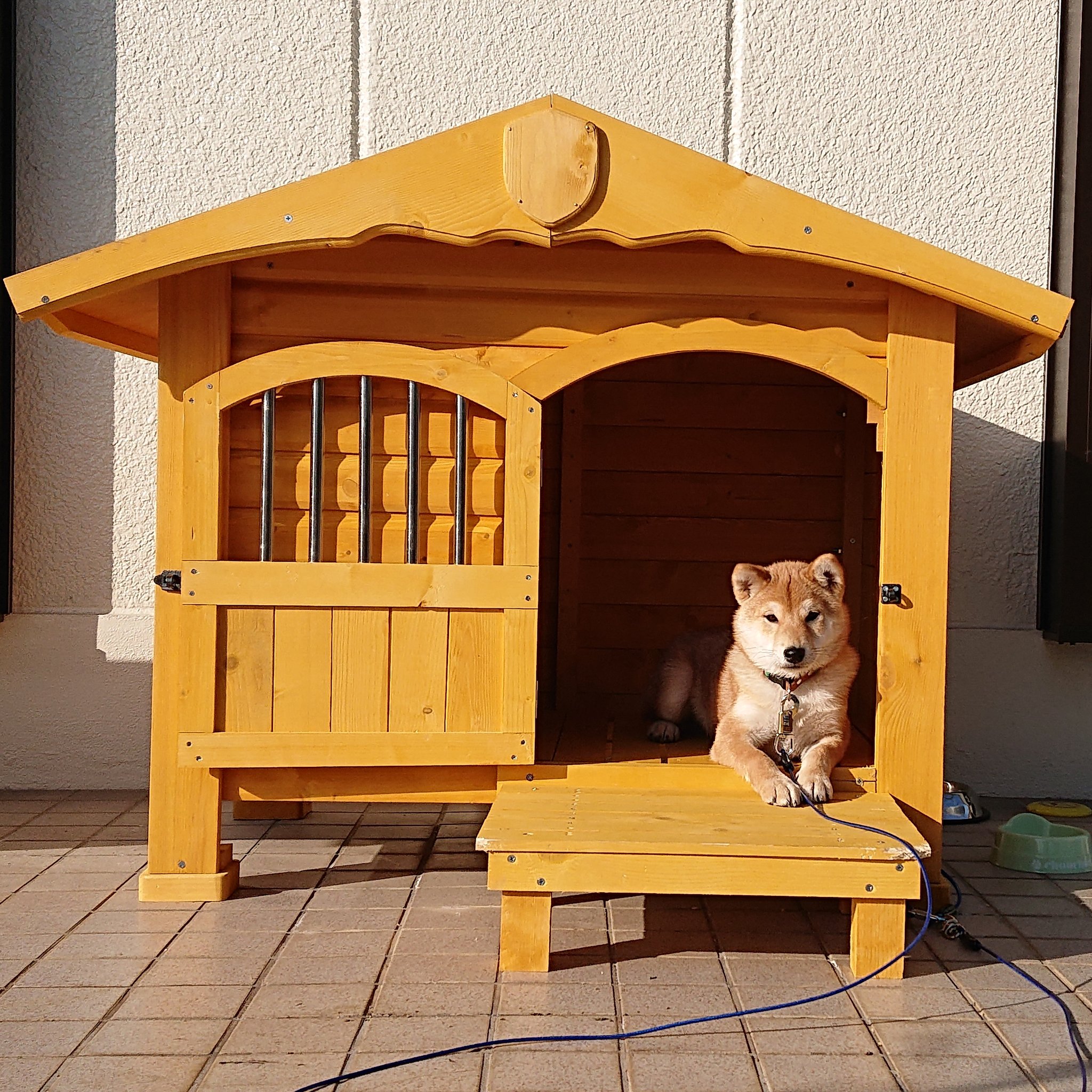 S Y 柴犬 くん太 3歳 犬小屋 買いました 犬小屋 アイリスオーヤマ アイリスオーヤマの犬小屋 柴犬 柴犬のいる暮らし T Co Edlikxferq Twitter