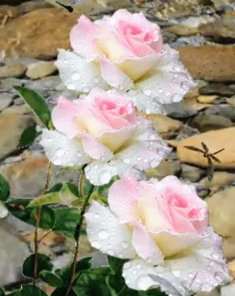 a singer (@manonikim1) on Twitter photo 