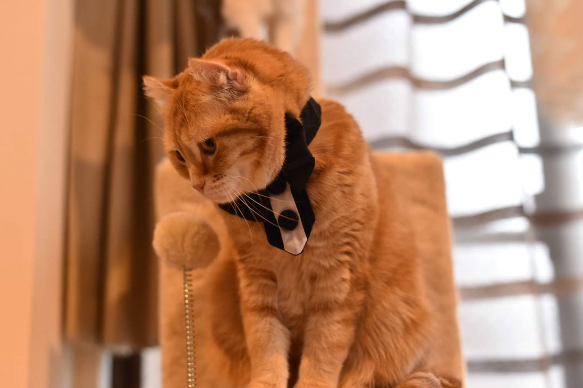 nekomensetsukan's tweet photo. 「えーマイクテスト、マイクテスト」 https://t.co/SZpg5RR0k8