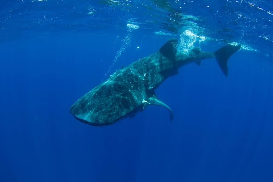 sthelenatourism's tweet photo. If exhilarating nature experiences are what you seek, an encounter with the magnificent Whale Shark is guaranteed to thrill.
St Helena seasonal tours run from Dec to Mar and is regulated through marine best practices ensuring a quality experience for all.
https://t.co/hMCANuOVlq https://t.co/lO1V4uU04y