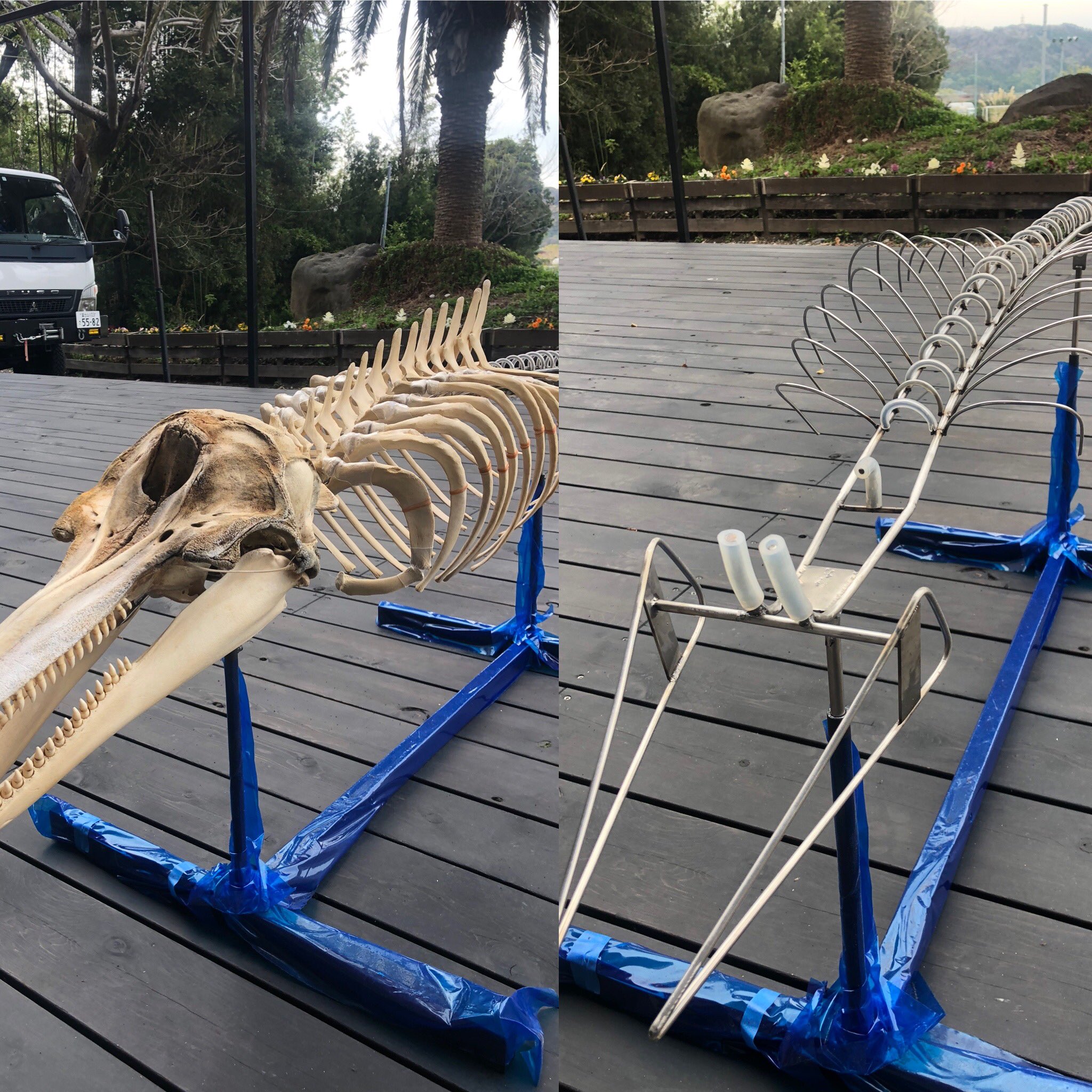 イルカの骨 標本 インテリア